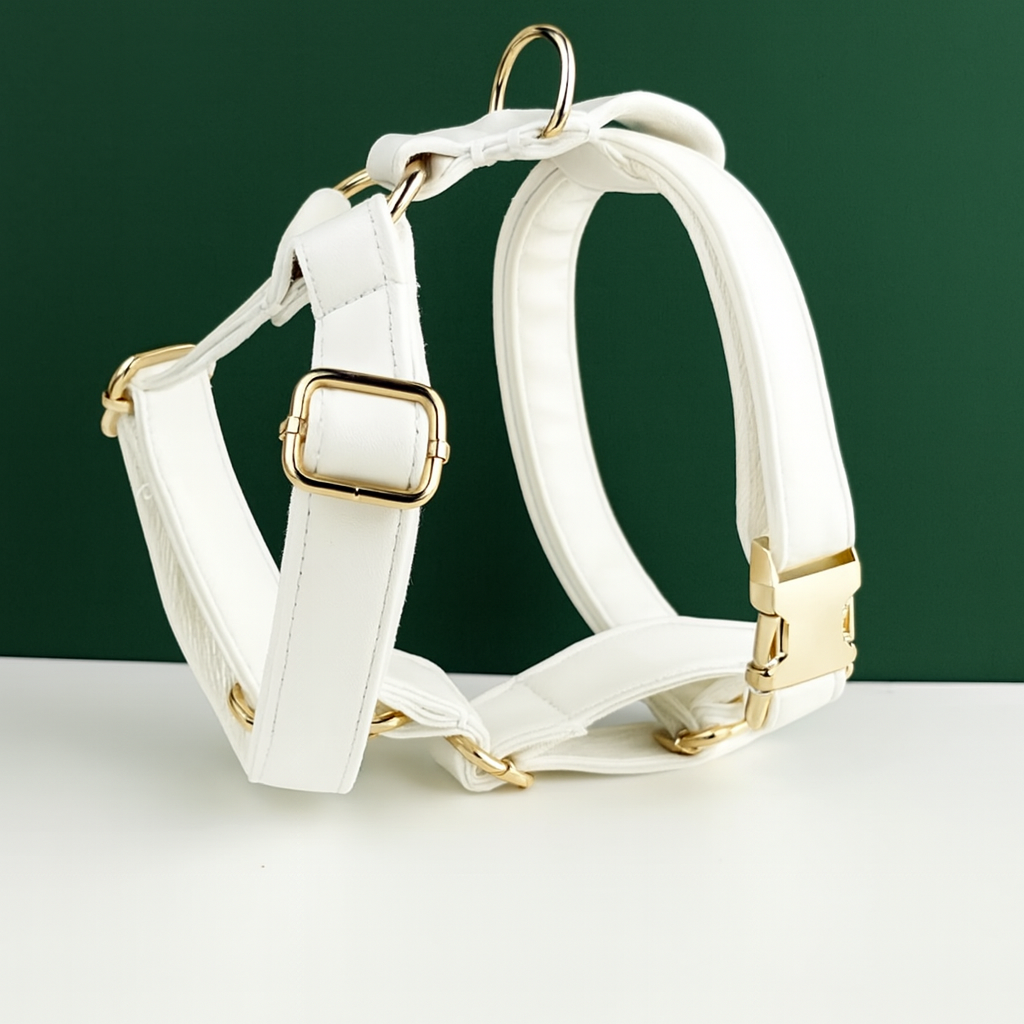 Ivory Gold Set (Pettorina & Guinzaglio)