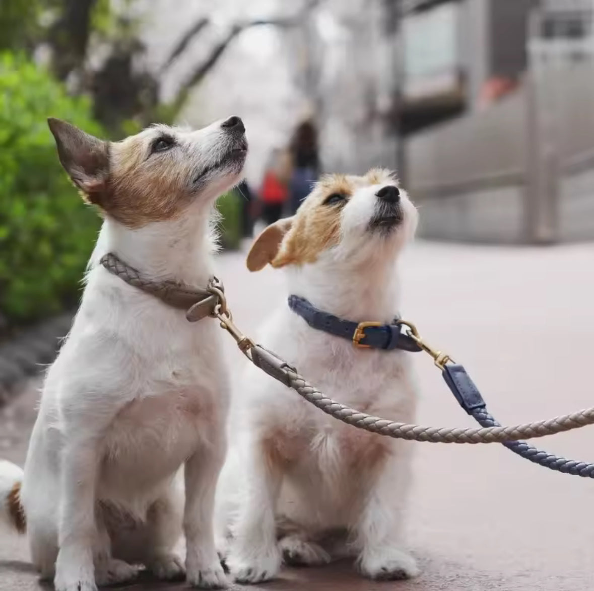 Collars