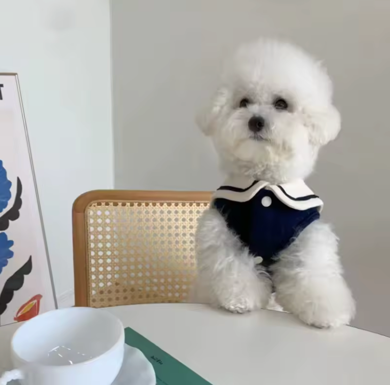 Dolce Vita Petit Polo